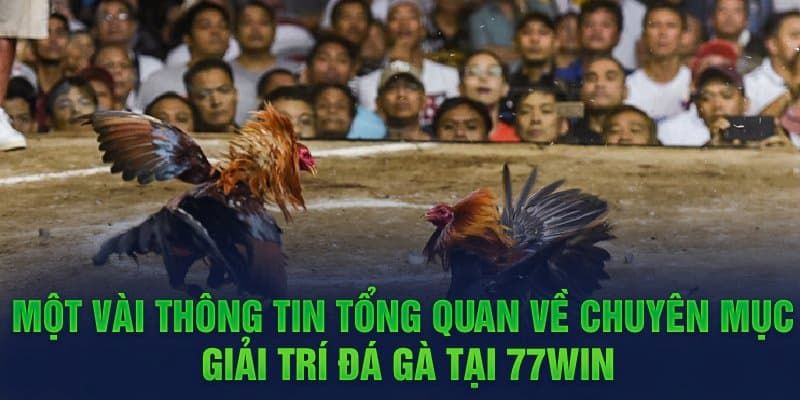 Đá gà 77win - Hành trình chinh phục đam mê cược thủ