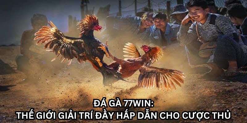 Đá gà 77win - Sân chơi uy tín với cơ hội săn thưởng cực lớn