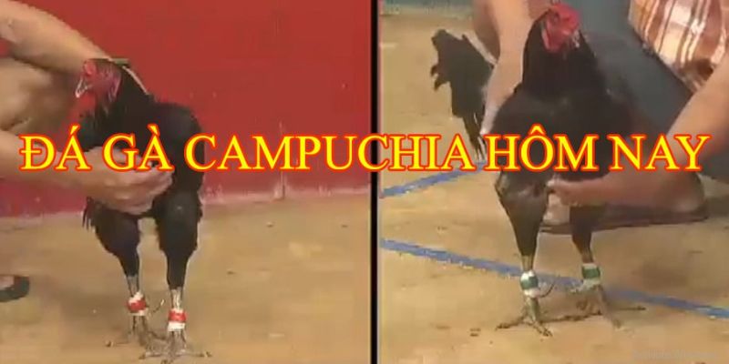 Đá Gà Campuchia Nơi Diễn Ra Trận Đấu Nổi Tiếng Máu Lửa