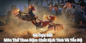 Gà Cựa Sắt – Môn Thể Thao Đậm Chất Kịch Tính Và Tốc Độ