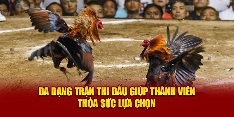 Tham gia đá gà 77win để rinh thưởng khủng mỗi ngày