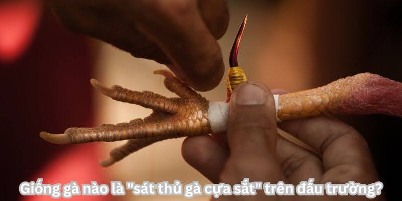 Gà cựa sắt: Chiến thuật chinh phục đỉnh cao trong thế giới đá gà